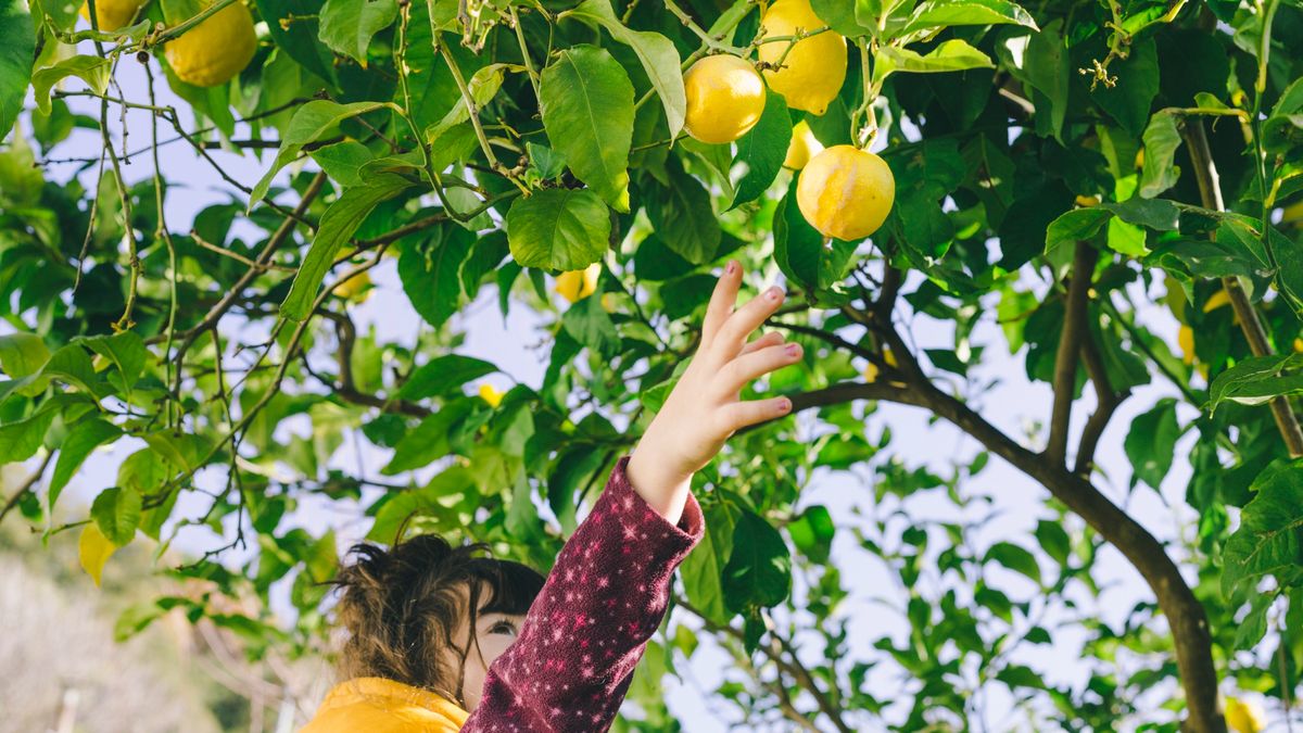 Cuál es el truco casero para hacer crecer un limonero en tu hogar en