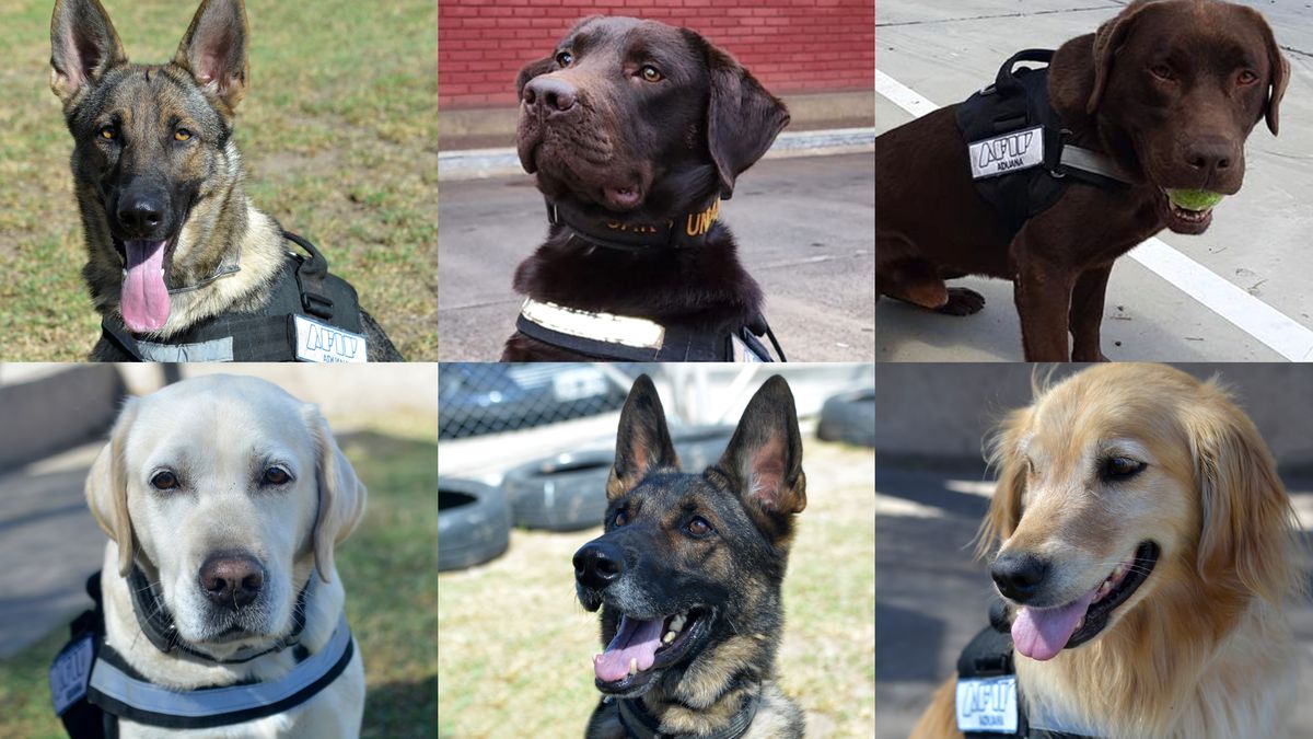 La Escuela De Perros De La Aduana As Funciona El Centro De