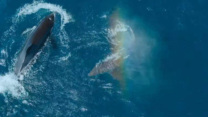 Video capturaron el impactante ataque de orca a un tiburón blanco para