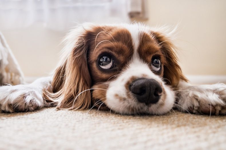 Por qué a mi perro se le cae el pelo y qué puedo hacer