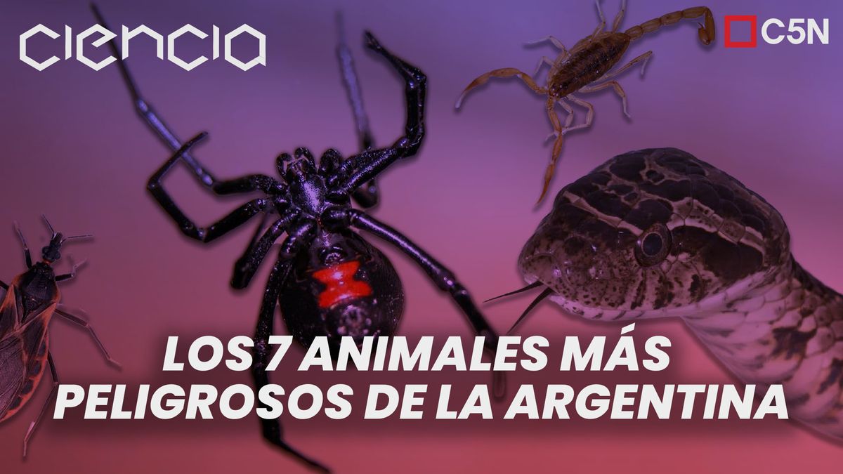 Cuáles son los siete animales más peligrosos de la Argentina