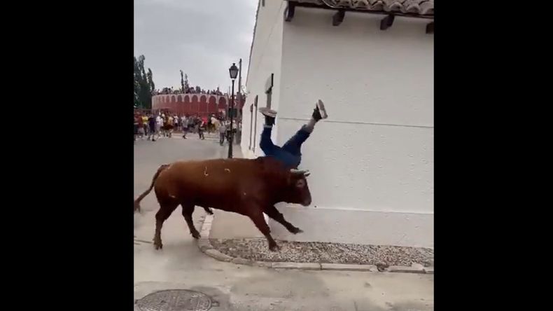 Video un toro atacó brutalmente a una mujer que estaba distraída con