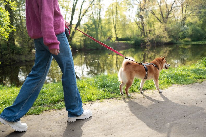 Cu L Es La Mejor Forma De Limpiar Las Patas De Tu Mascota Seg N Los