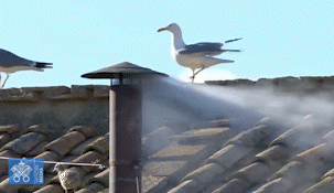 Hubo fumata blanca: habemus papam. Hubo fumata blanca: habemus papam.