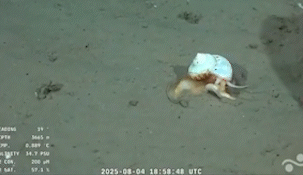gary, el caracol de bob esponja, vive en el canon de mar del plata: el descubrimiento del streaming del conicet
