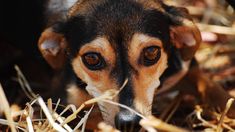 Un estudio reveló cómo perciben los colores los perros: ¿ven en blanco y negro? Un estudio reveló cómo perciben los colores los perros: ¿ven en blanco y negro?