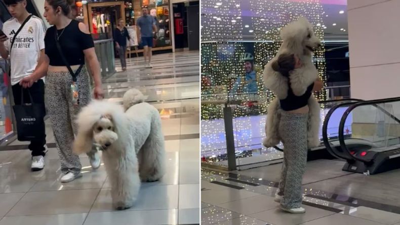 El vídeo viral de una mascota de tamaño XXL en un shopping que sorprendió al mundo entero.