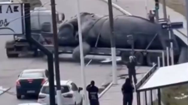 Investigan la muerte masiva de ballenas y temen un récord histórico superior a 2012.