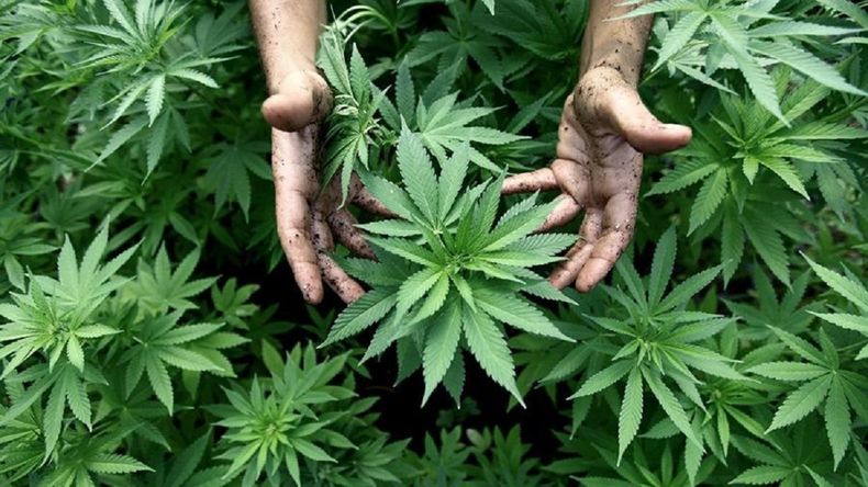 El Gobierno implementó el contar con una Diplomatura o Maestría sobre el uso medicinal de la planta de cannabis como requisito para la inscripción al REPROCANN.