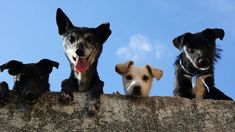 Las Mascotas cumplen un rol fundamental en la vida de los humanos Las Mascotas cumplen un rol fundamental en la vida de los humanos
