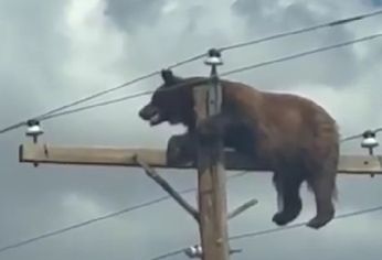 un oso negro murio electrocutado tras trepar a un poste de alta tension