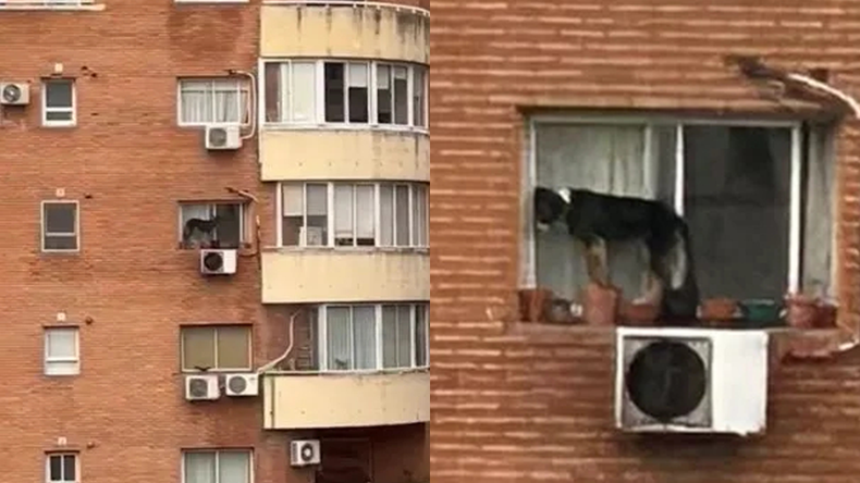 Maltrato animal: rescataron a un perro que estaba al borde de una ventana en un sexto piso.