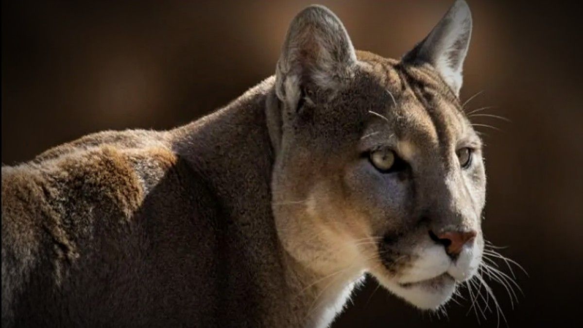 Un puma suelto en Bariloche: aparecíó refugiado en el garage de una casa