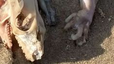 La aparición del cuerpo abrió camino a las más variadas teorías sobre su origen. La aparición del cuerpo abrió camino a las más variadas teorías sobre su origen.