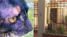 Tres delincuentes entraron a una casa en Saavedra y atacaron a un matrimonio de jubilados mientra dormía. Tres delincuentes entraron a una casa en Saavedra y atacaron a un matrimonio de jubilados mientra dormía.