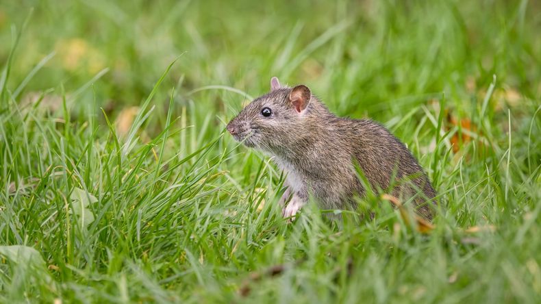 Estas 3 plantas mantienen a las ratas lejos de tu casa y tu jardín.