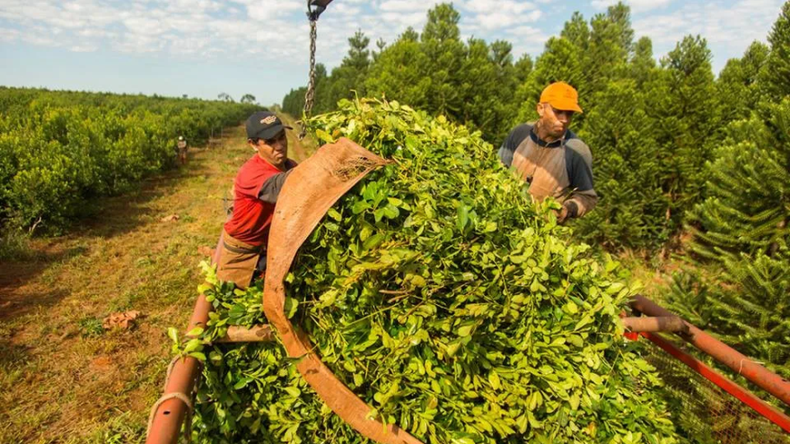 En Misiones el costo de la hoja verde para la yerba mate se desplomó hasta los $180 por kilo.  