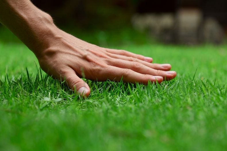 Este es el truco para mantener verde y reluciente el pasto de tu jardín.