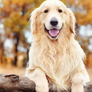 El relato del golden retriever conquistó a miles de usuarios por transmitir tranquilidad, convivencia y una conexión con la madre tierra.