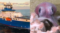 La expedición del buque Falkor empezó el 23 de julio. La expedición del buque Falkor empezó el 23 de julio.