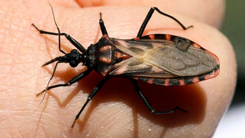 En Argentina se identificaron 15 especies de triatominos.