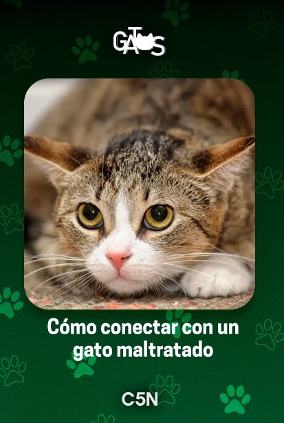 Cómo hacer para que tu gato confíe en vos si sufrió en el pasado.