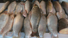 Los científicos detectaron que los sábalos contenían un alto nivel de agroquímicos. Los científicos detectaron que los sábalos contenían un alto nivel de agroquímicos.