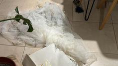 Lima, la perra de la familia, destruyó el vestido de novia. Lima, la perra de la familia, destruyó el vestido de novia.