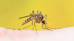 El Gobierno dejará de aplicar la vacuna de la fiebre amarilla a quienes viajen al exterior.