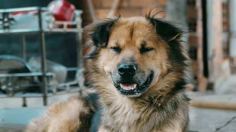 Las Mascotas también pueden tener alergias&nbsp;