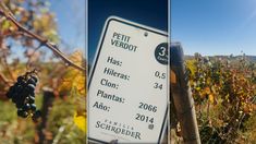 La vitivinicultura neuquina sigue creciendo. La vitivinicultura neuquina sigue creciendo.