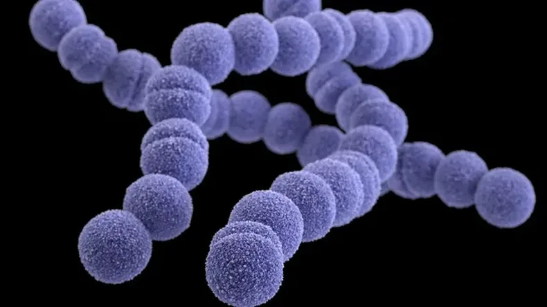 En el 2024 ya se registraron 328 casos en Japón producidos por la bacteria estreptococo A&nbsp;