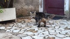 El gato quería atacar a orto animal. El gato quería atacar a orto animal.