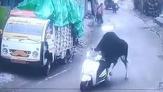 El animal recorrió varios metros montado en el scooter. El animal recorrió varios metros montado en el scooter.