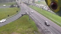 Un loro se apareció en las cámaras de una autopista. Un loro se apareció en las cámaras de una autopista.