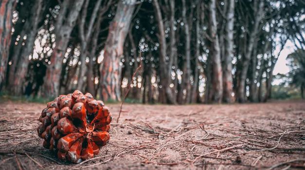 Miramar tiene acceso directo por ruta y servicios regulares de transporte de larga distancia.