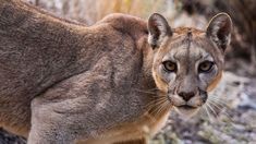 Un cazador mató a un puma en Corrientes y será investigado por la justicia ambiental. Un cazador mató a un puma en Corrientes y será investigado por la justicia ambiental.