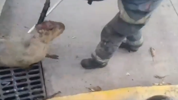 Video así rescataban al carpincho de una alcantarilla en la Ciudad.