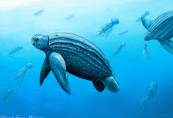 C5N | Helianthochelys redondita