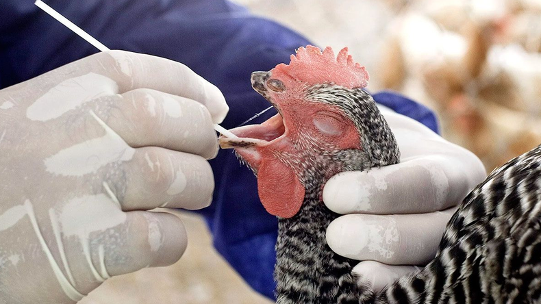 Brasil es el principal exportador de carne aviar del mercado internacional