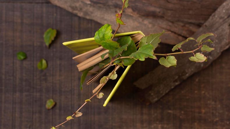 Frente a este extendido inconveniente, surge una alternativa natural y arraigada en las costumbres locales: un yuyo que puede incorporarse al mate.