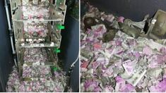Un ratón destruyó miles de billetes que estaban dentro de un cajero automático. Un ratón destruyó miles de billetes que estaban dentro de un cajero automático.