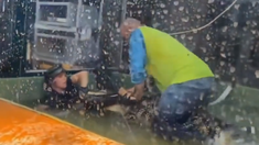 Video: un caimán atacó a una trabajadora y un hombre se tiró al agua para rescatarla. Video: un caimán atacó a una trabajadora y un hombre se tiró al agua para rescatarla.