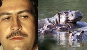 Sacrificarán a los hipopótamos de la laguna de la Hacienda Nápoles, donde el capo narco tenía un zoo de animales exóticos. Sacrificarán a los hipopótamos de la laguna de la Hacienda Nápoles, donde el capo narco tenía un zoo de animales exóticos.