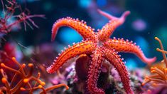 Los investigadores hallaron el motivo de las muertes de las estrellas de mar. Los investigadores hallaron el motivo de las muertes de las estrellas de mar.