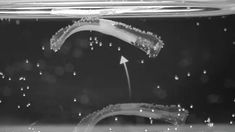 Los bioactuadores inventados por el equipo del Laboratorio de Robótica Blanda de la ETH en Zúrich, Suiza.