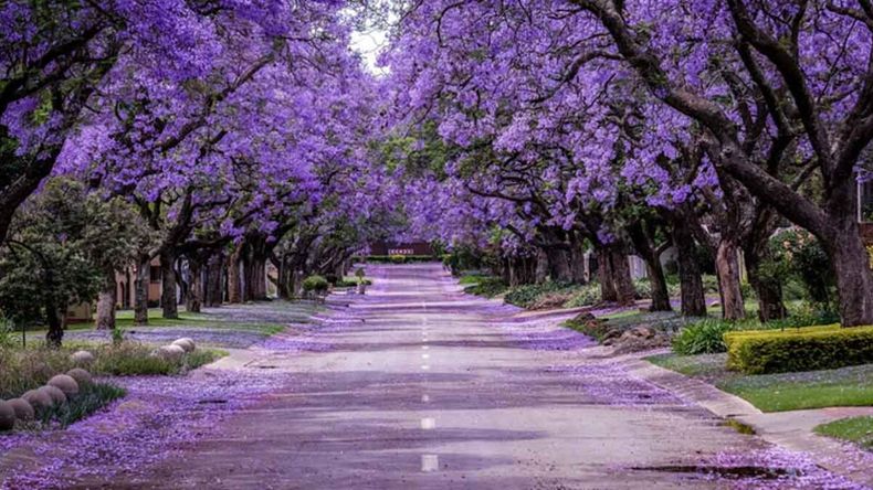 Conocé cuáles son los puntos de turismo en Buenos Aires donde hay jacarandás.