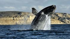 El avistamiento de ballenas es una experiencia singular e inolvidable. El avistamiento de ballenas es una experiencia singular e inolvidable.