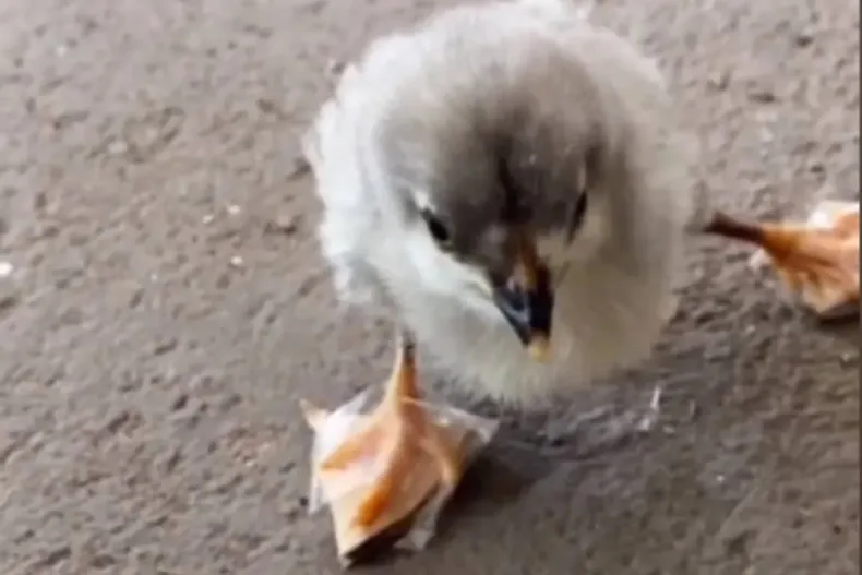 El pollito que es furor en Tik Tok por sus zapatillas ortopédicas