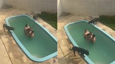 Viral: se metieron a la pileta de una casa que alquilaron en Brasil y unos perros no los dejaron salir. Viral: se metieron a la pileta de una casa que alquilaron en Brasil y unos perros no los dejaron salir.